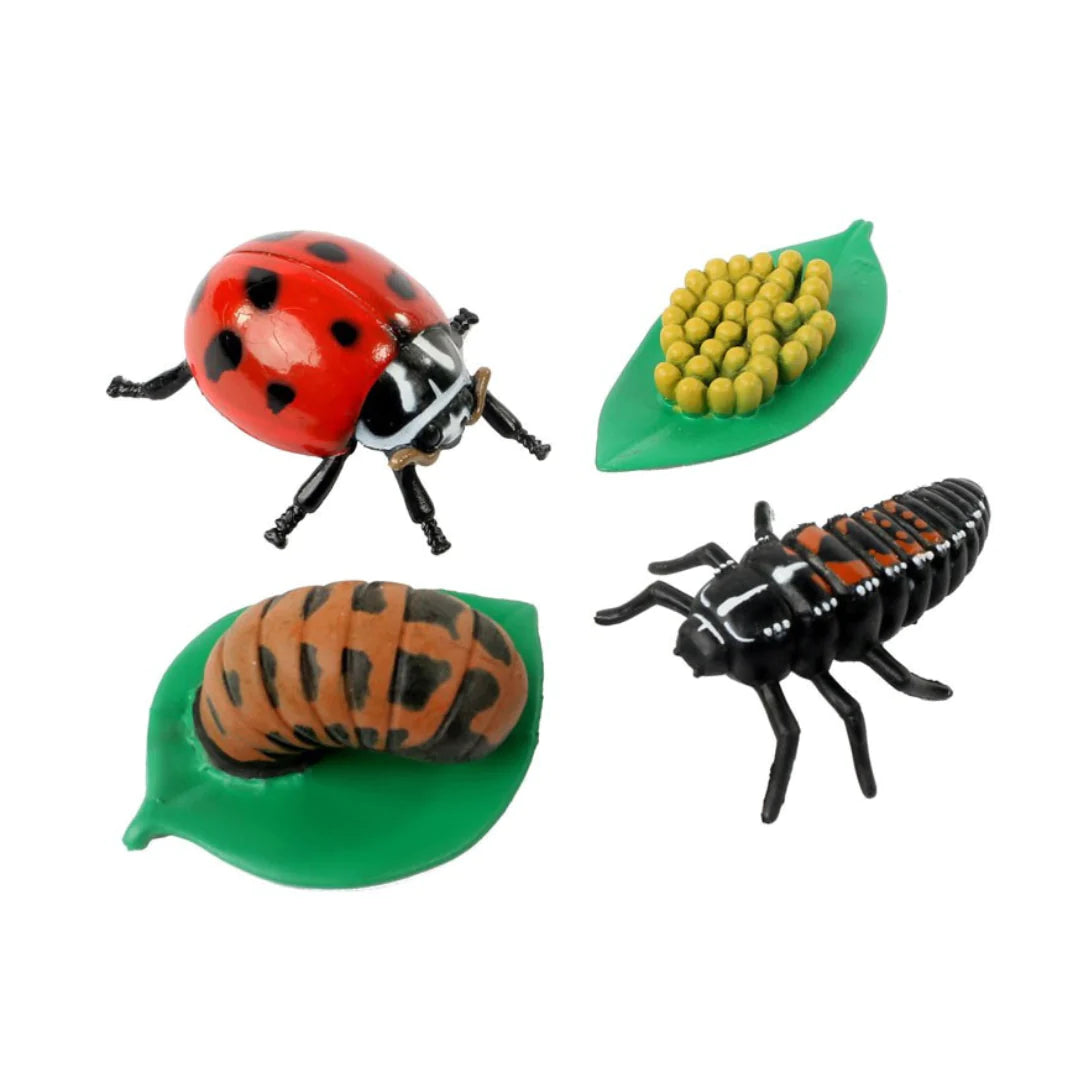 Ladybug Life Cycle Stages