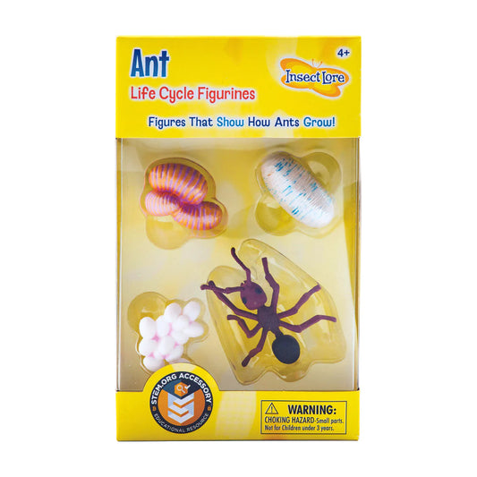 Ant Life Cycle Stages