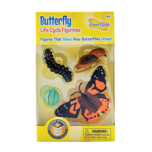 Butterfly Life Cycle Stages